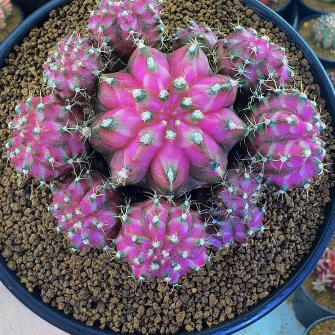 紫罗兰手捧花000000000005