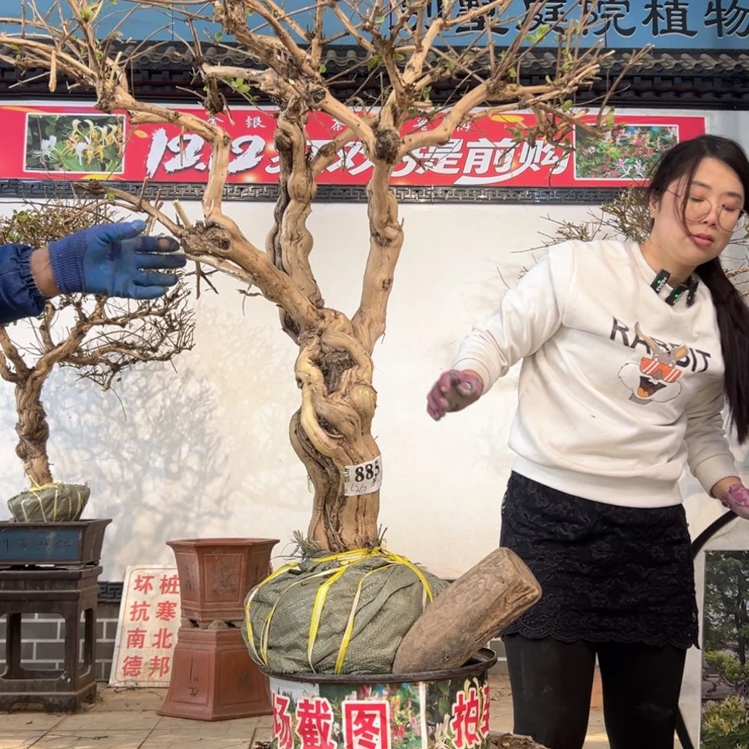 无花朵金银花88888