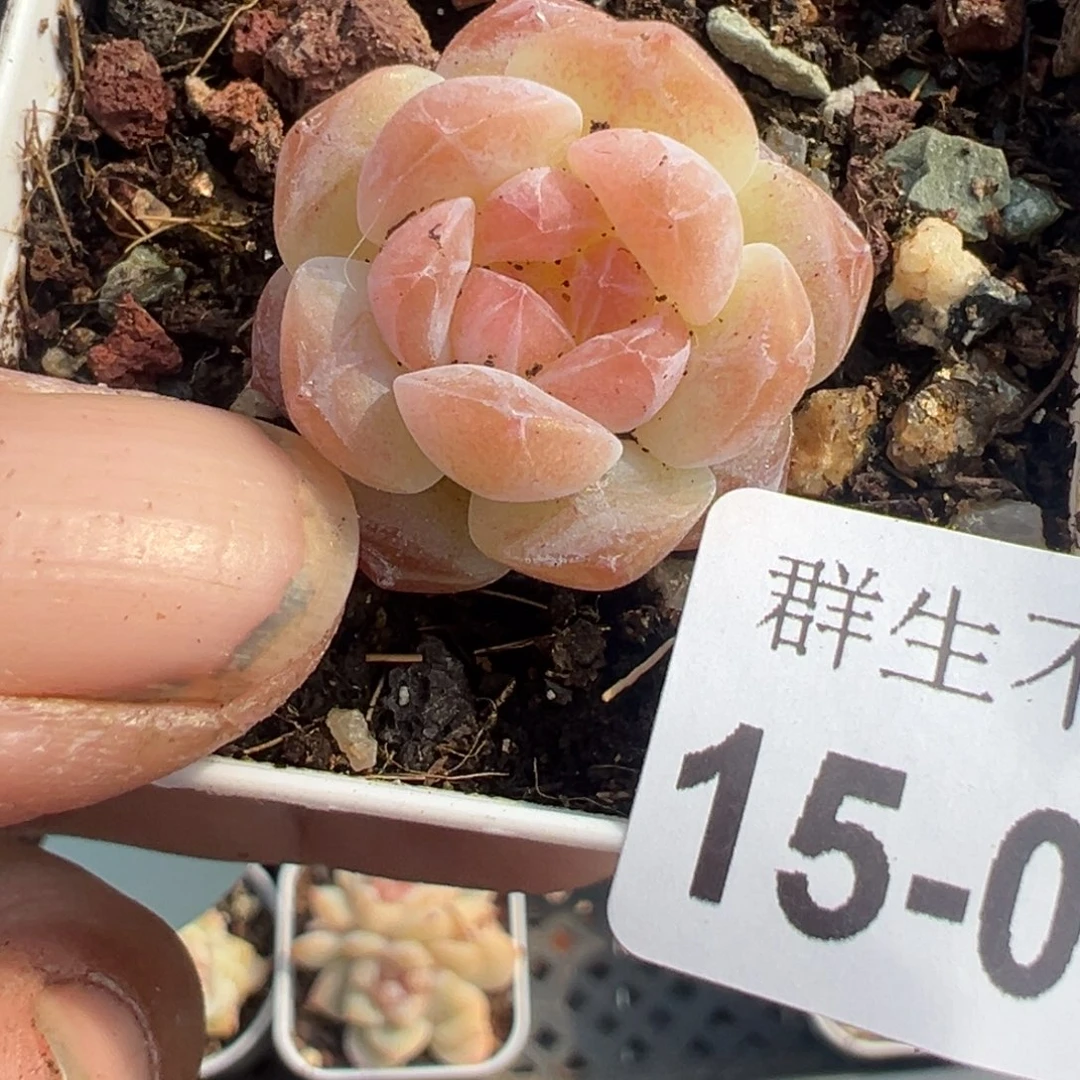 小卡拉米糖心一物一拍15-98