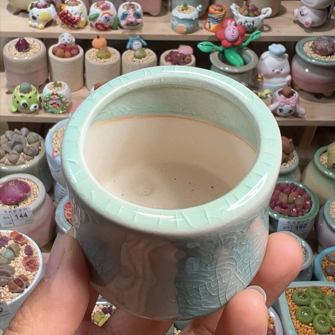 s*多肉植物补差价