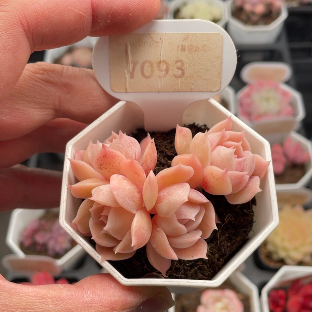 昂斯诺7093-6.5厘米