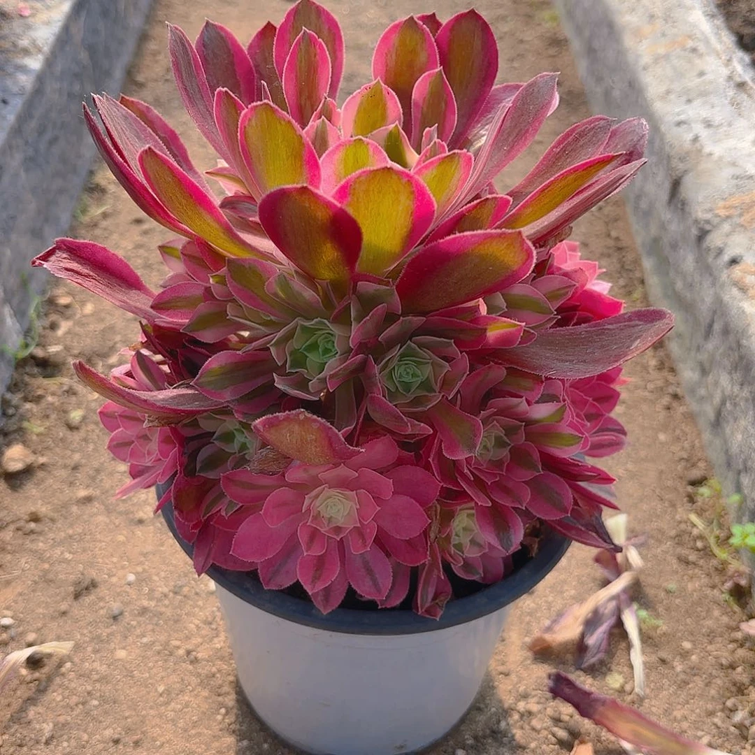 女巫多肉植物手捧