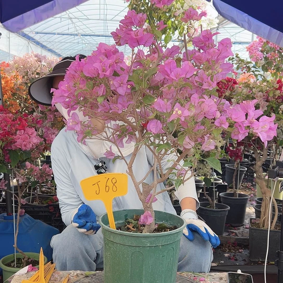 嘉***嘉大部分花苞少量开放J68巴西紫