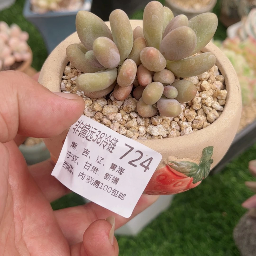 724糖果美人德华多肉