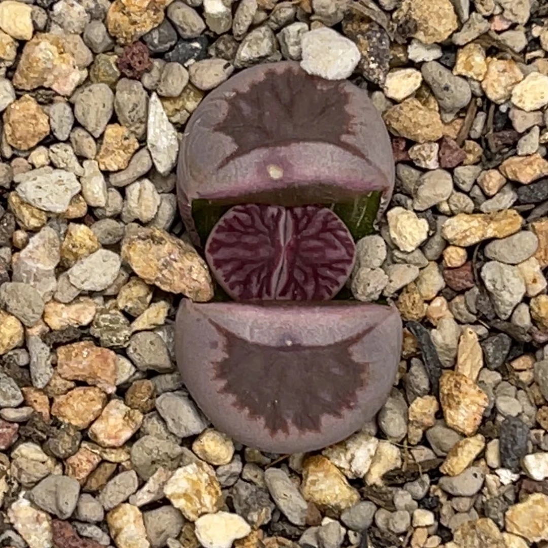 1595紫菊1尺寸1.5