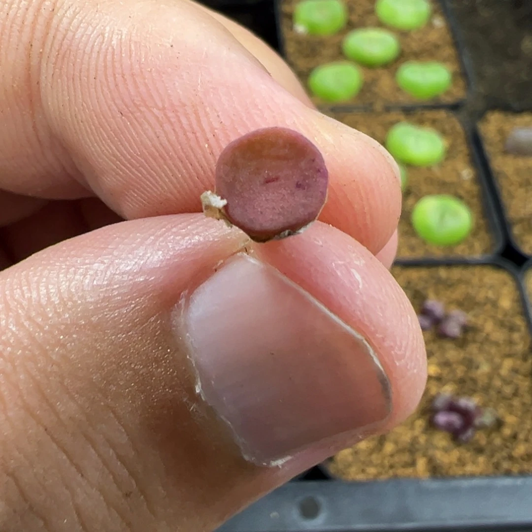 19-87金币纽扣多肉