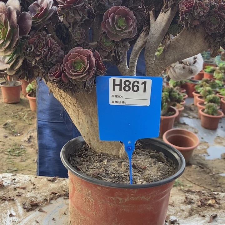 小***阳861欧紫老桩老桩老桩