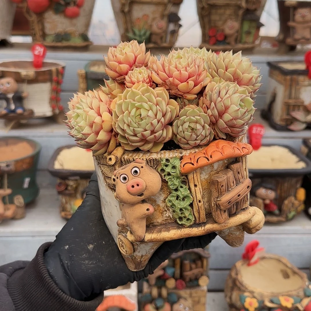 悠*悠悠，盆78              盆