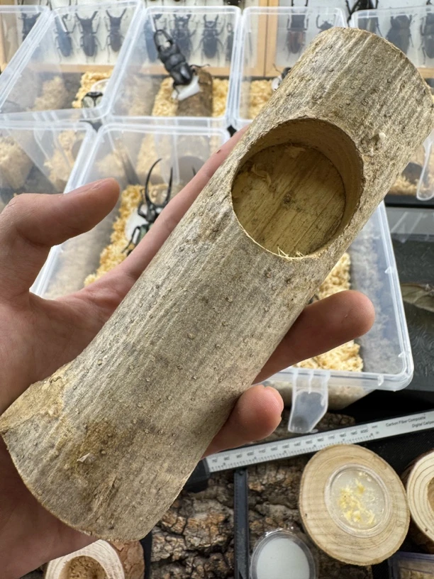 甲虫果冻台 装饰