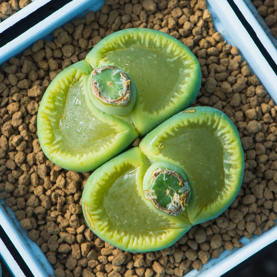 【花非凡1号店】生石花