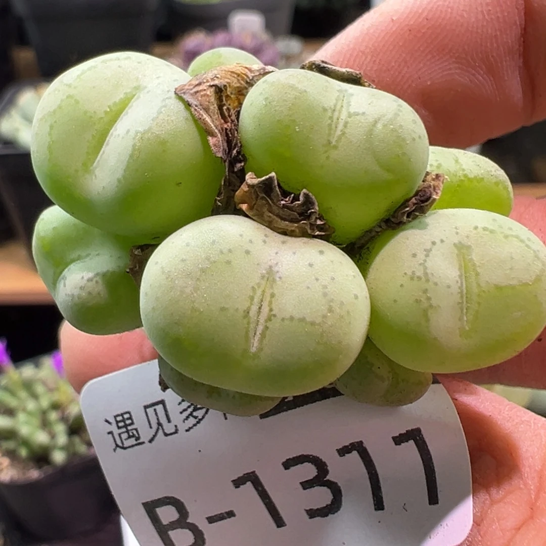 多肉植物1111111111111