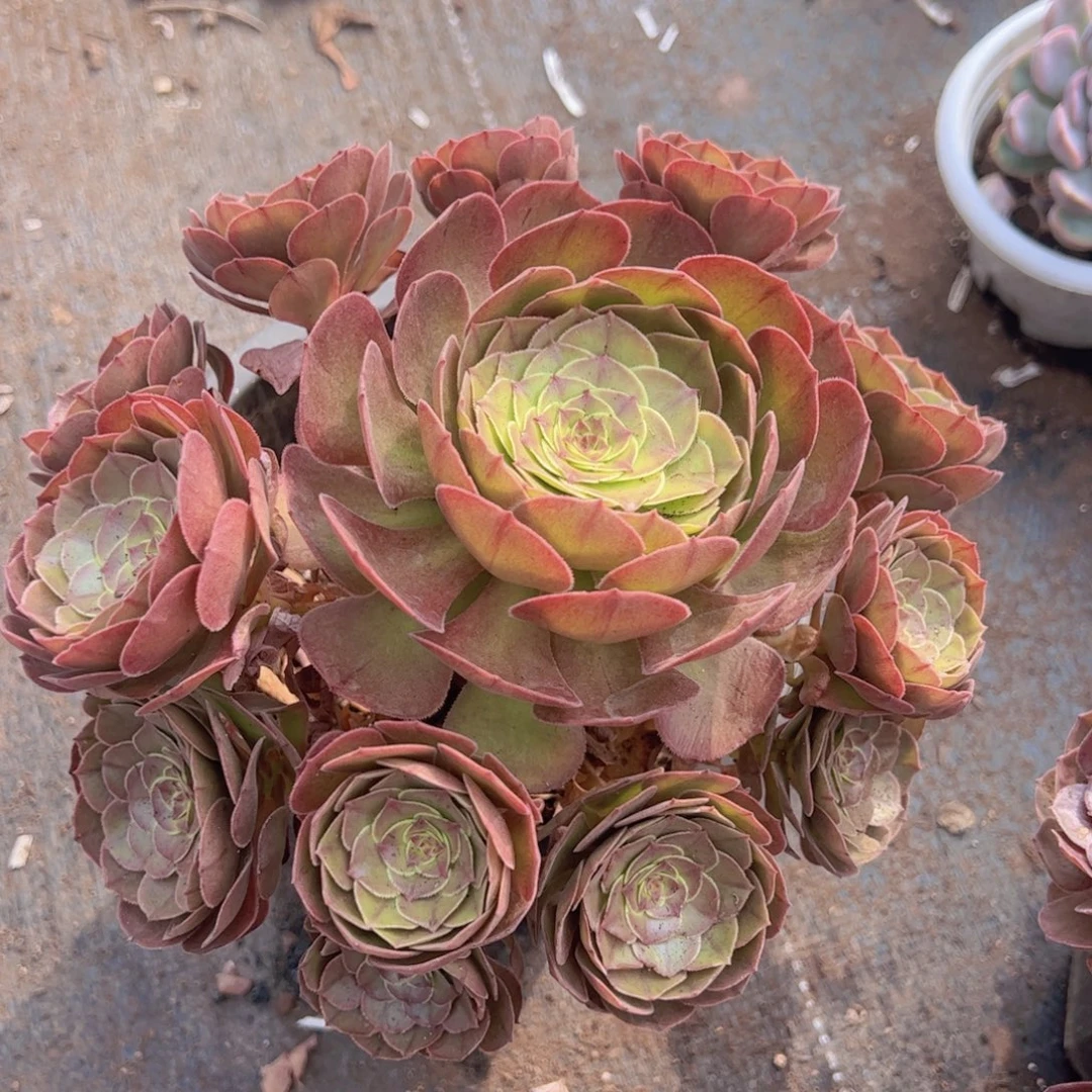 万圣节法师多头群生大盆