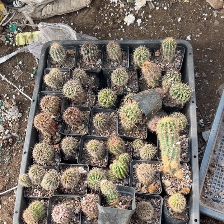 无花朵40光实生彩草包邮