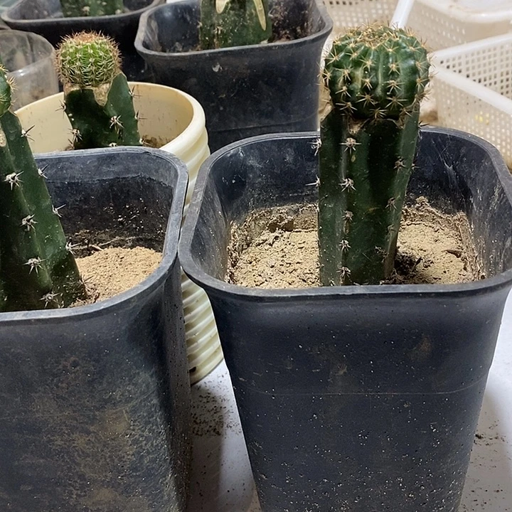 袖铺柱嫁接激情丽花