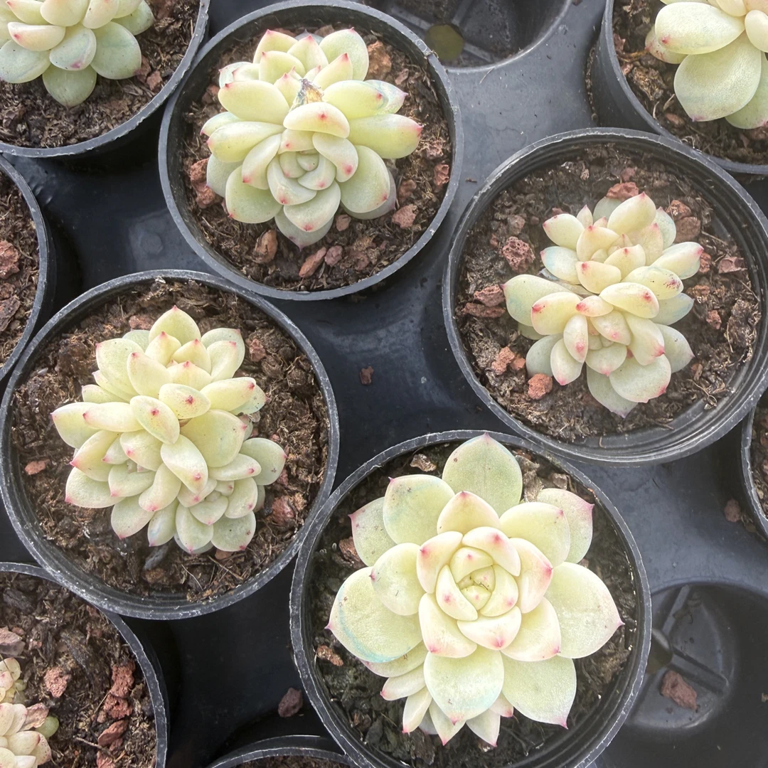 224甜心 盆口5厘米