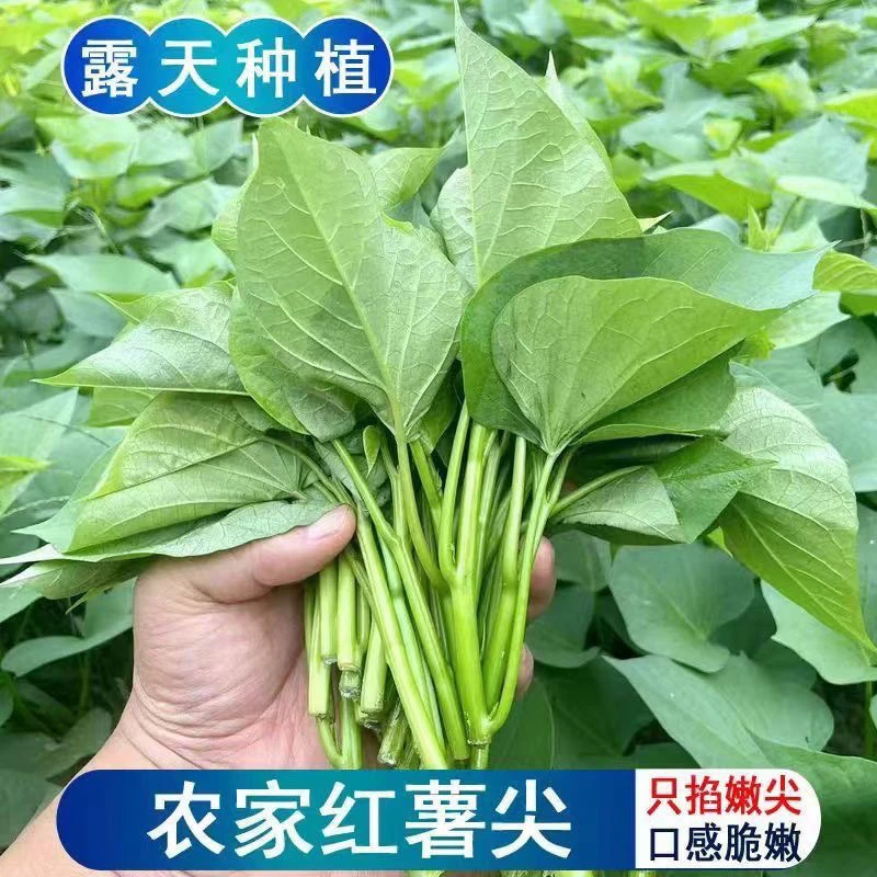 河南红薯叶嫩尖当季新鲜红薯叶红薯茎梗好吃发货红薯嫩尖叶地瓜叶