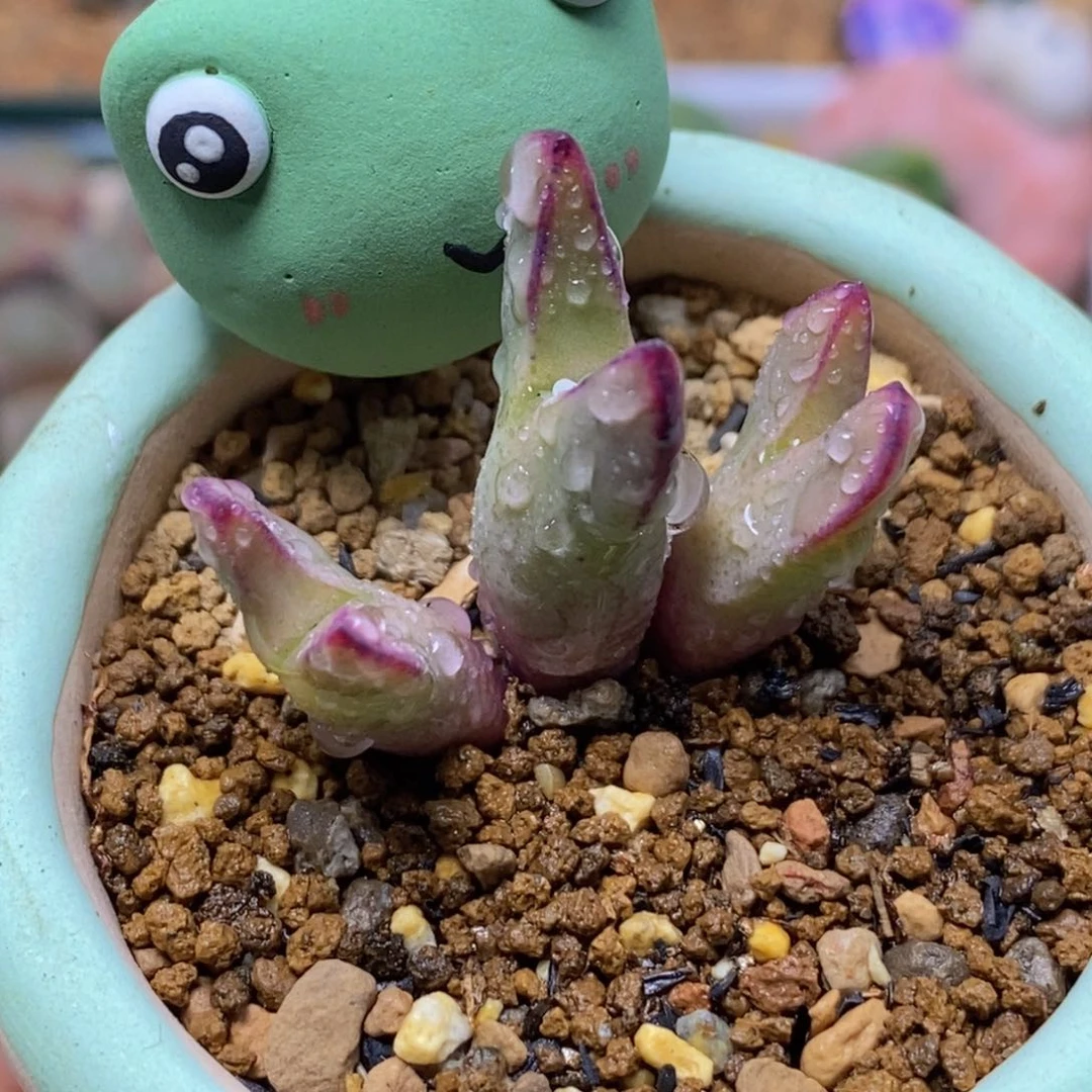 三头粗边将带盆福利将