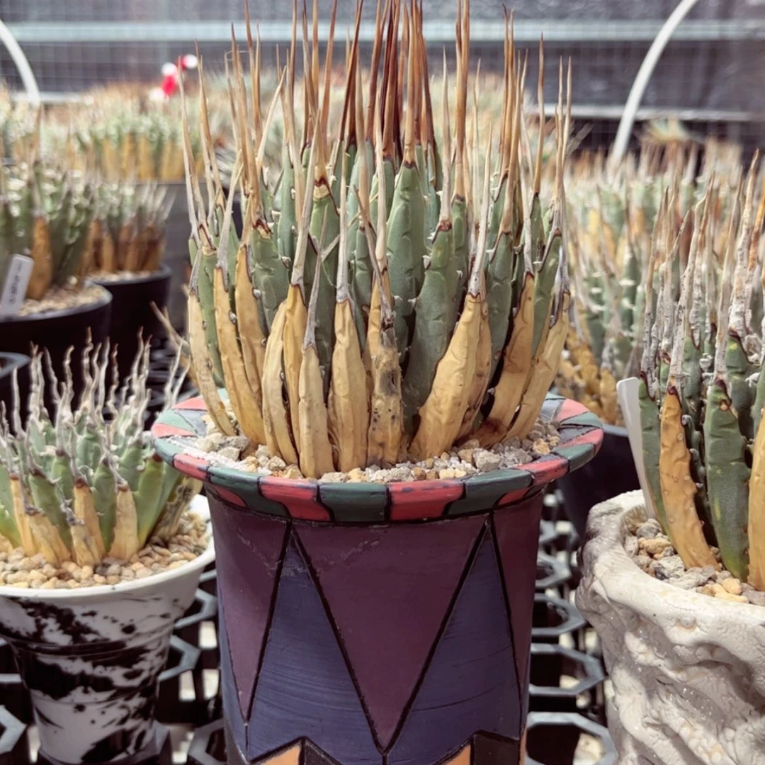 【闪购商品】錿*11111111111111