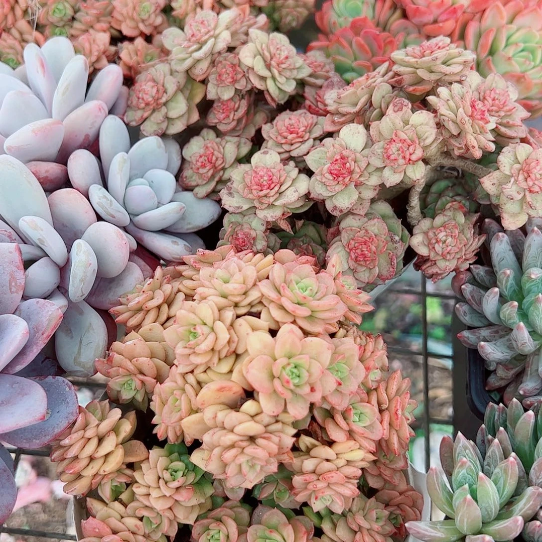 黄金蜡牡丹多头群生精品