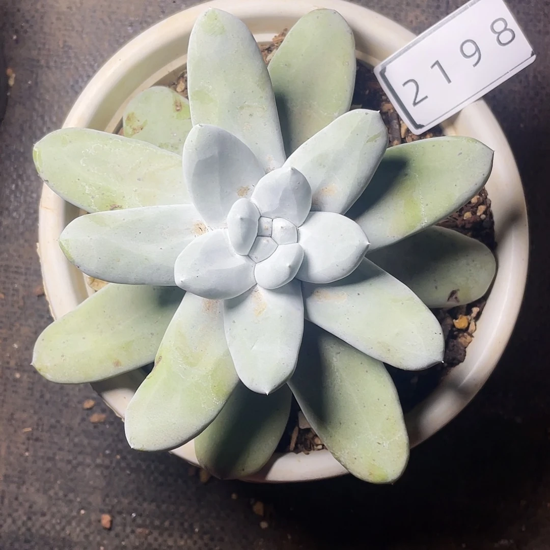 花朵拇指老桩2198