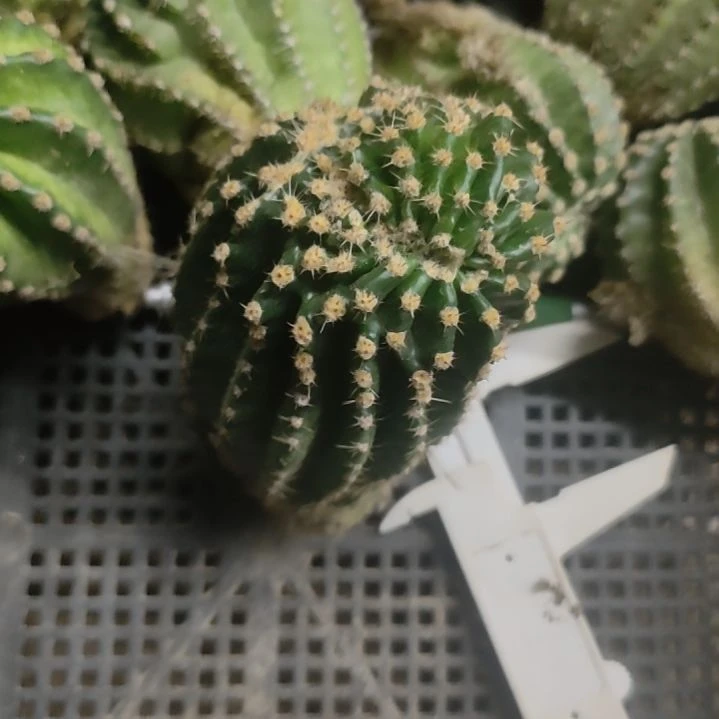 仙人球嫣然缀化特价