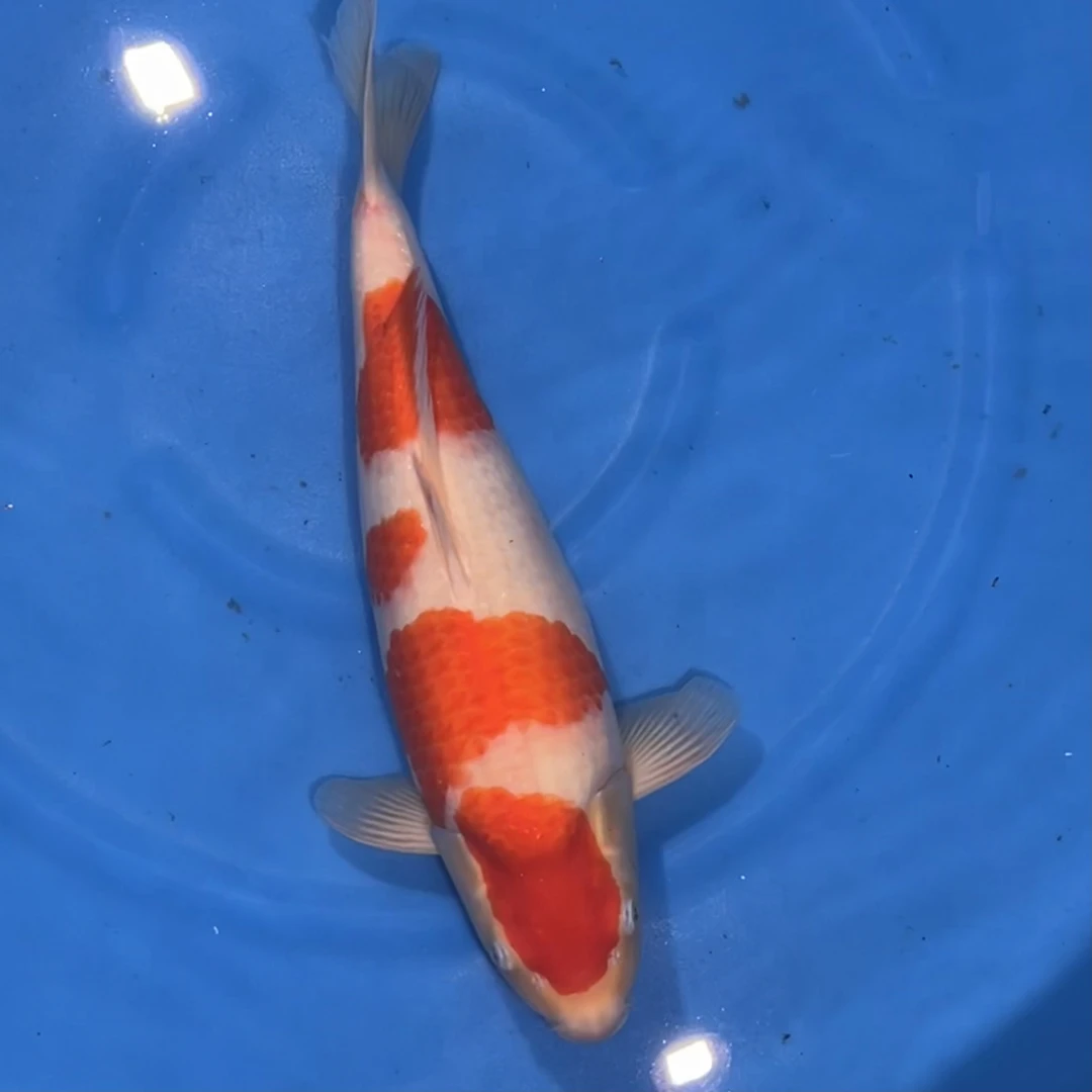 阪井出品香格里拉红白锦鲤母（老虎冬眠）