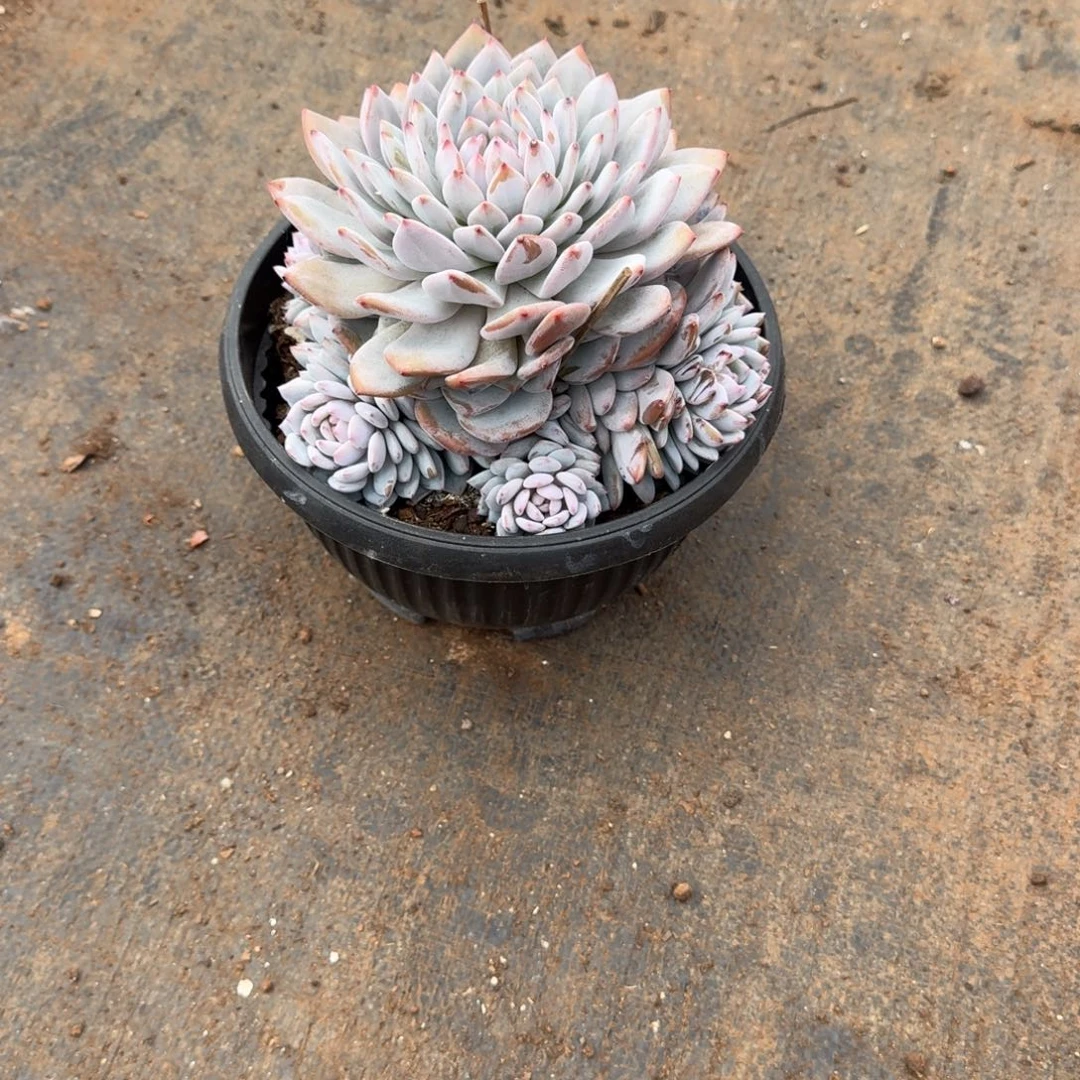 星星橙群生多肉植物