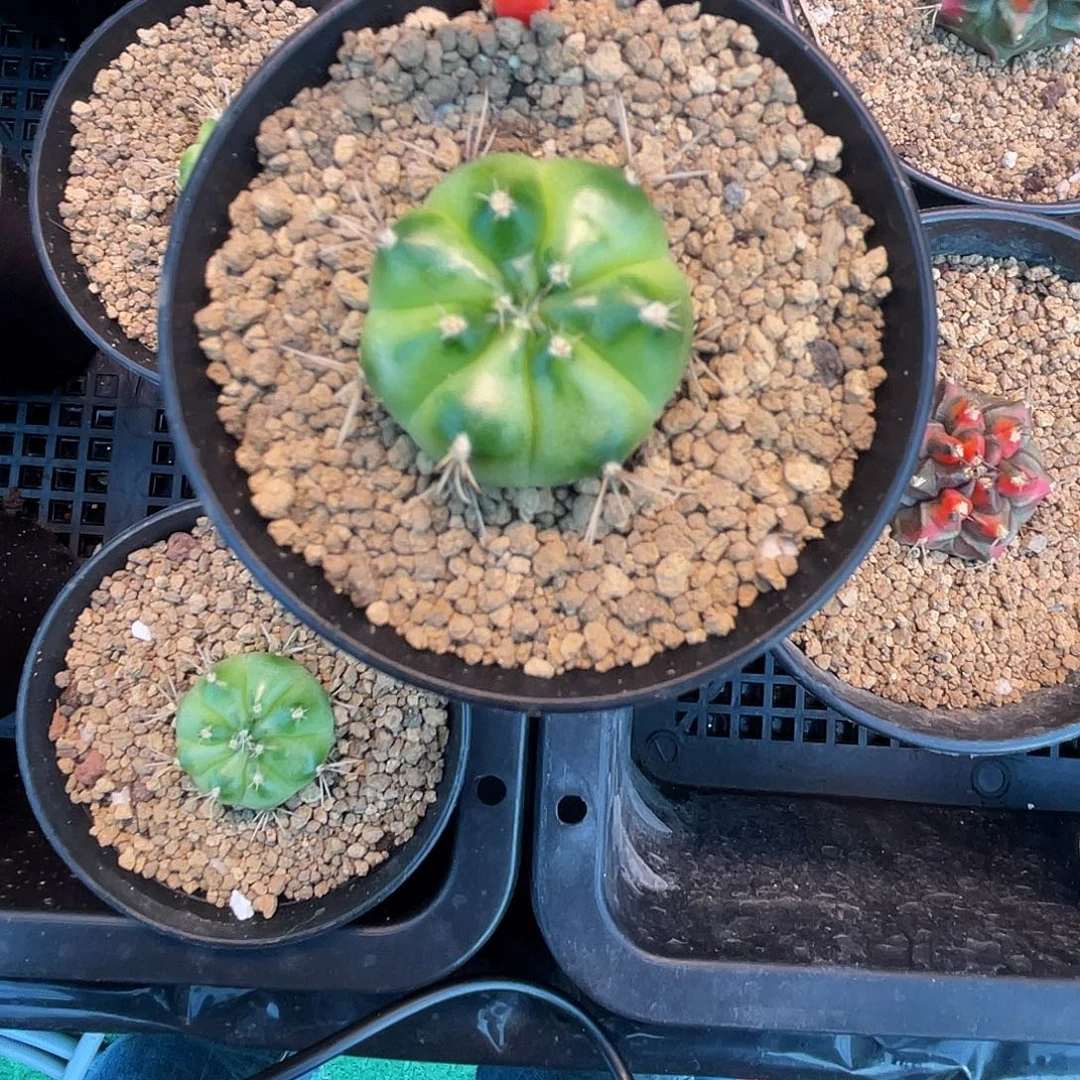 1-42名品绿巨人侧芽2.7厘米