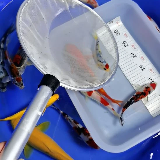 海水锦鲤鱼锦鲤鱼锦鲤