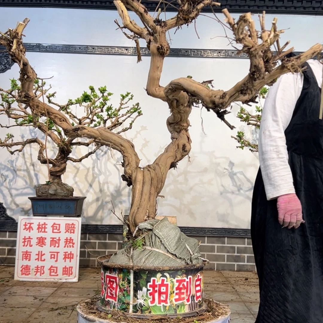 无花朵金银花8888