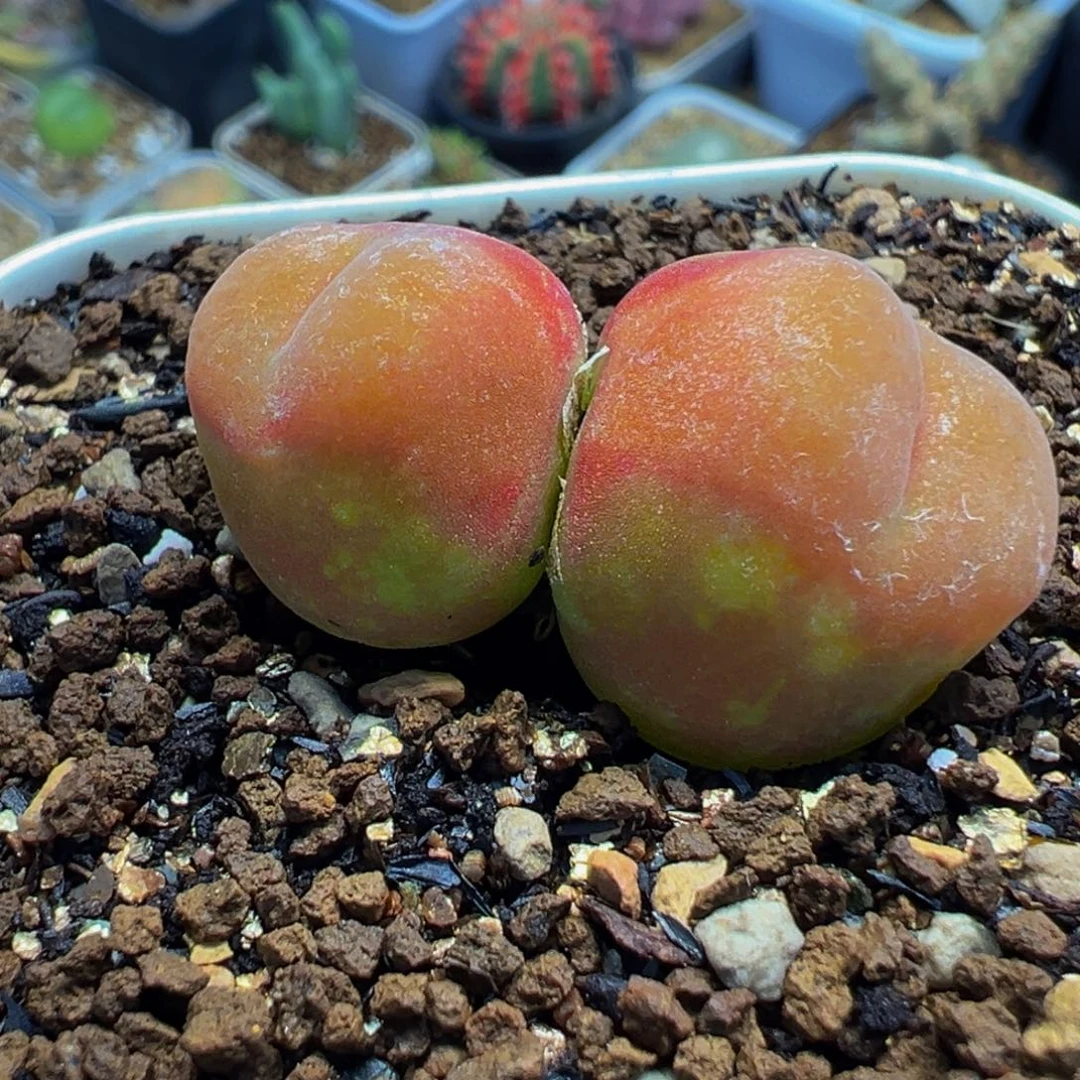 552多肉植物种类多样