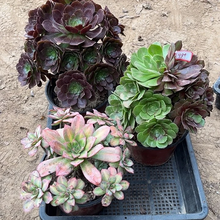 434多肉植物组合，