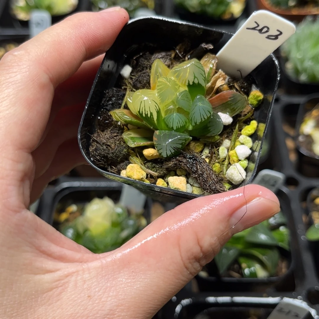 203花水晶玉露锦一物一拍