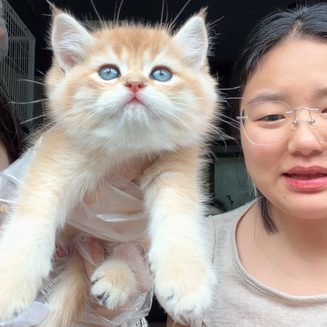 金渐层弟弟一针疫苗