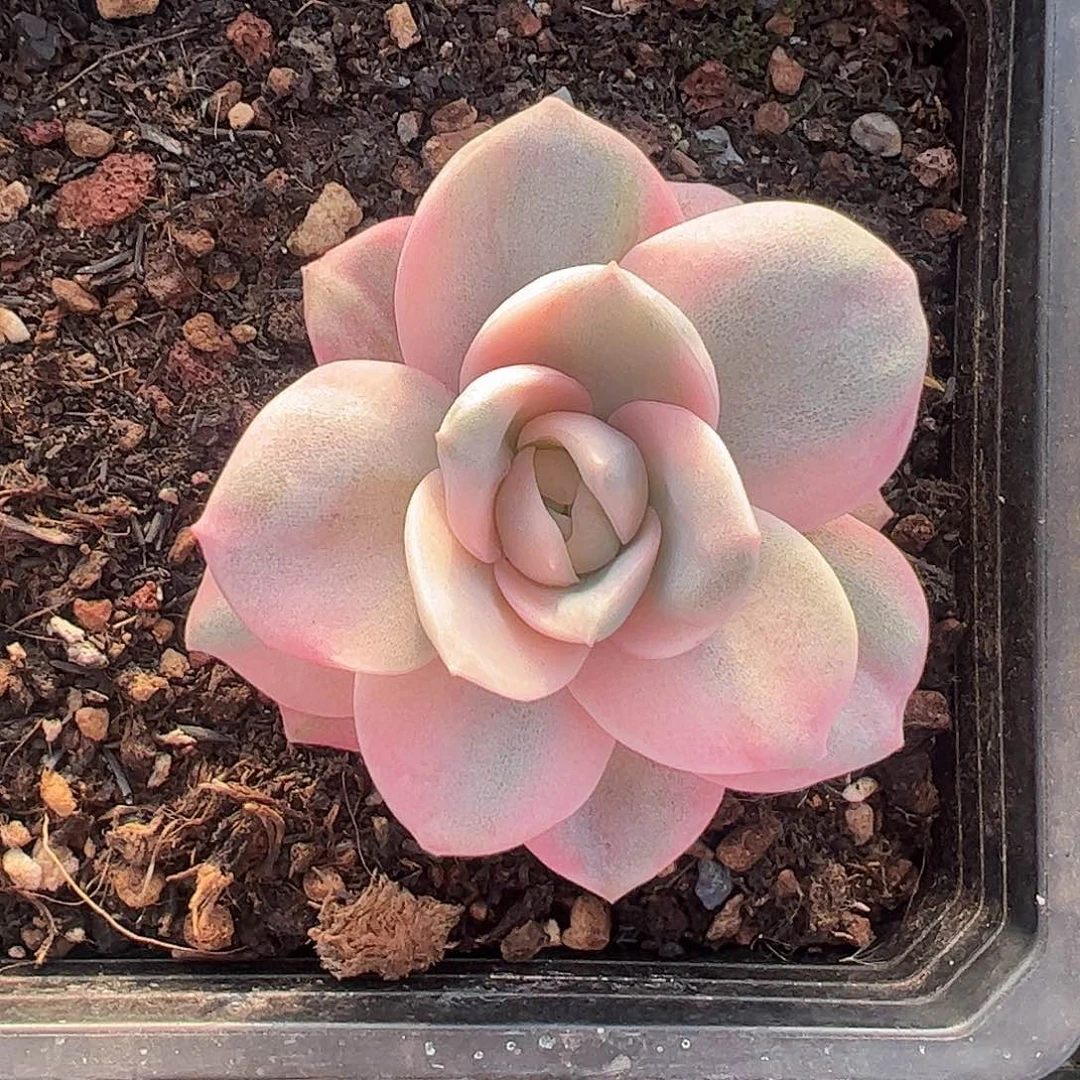 可爱玫瑰彩锦 婕宝一物一拍