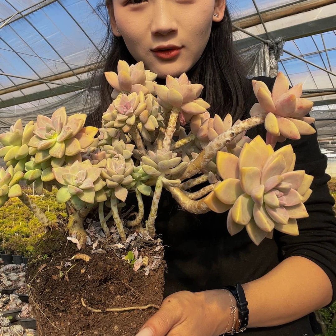 老桩淡雪0155精品多肉