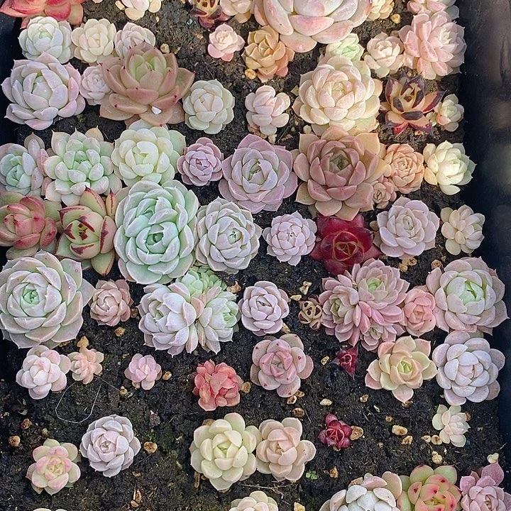 137 多肉植物盆栽花卉植物