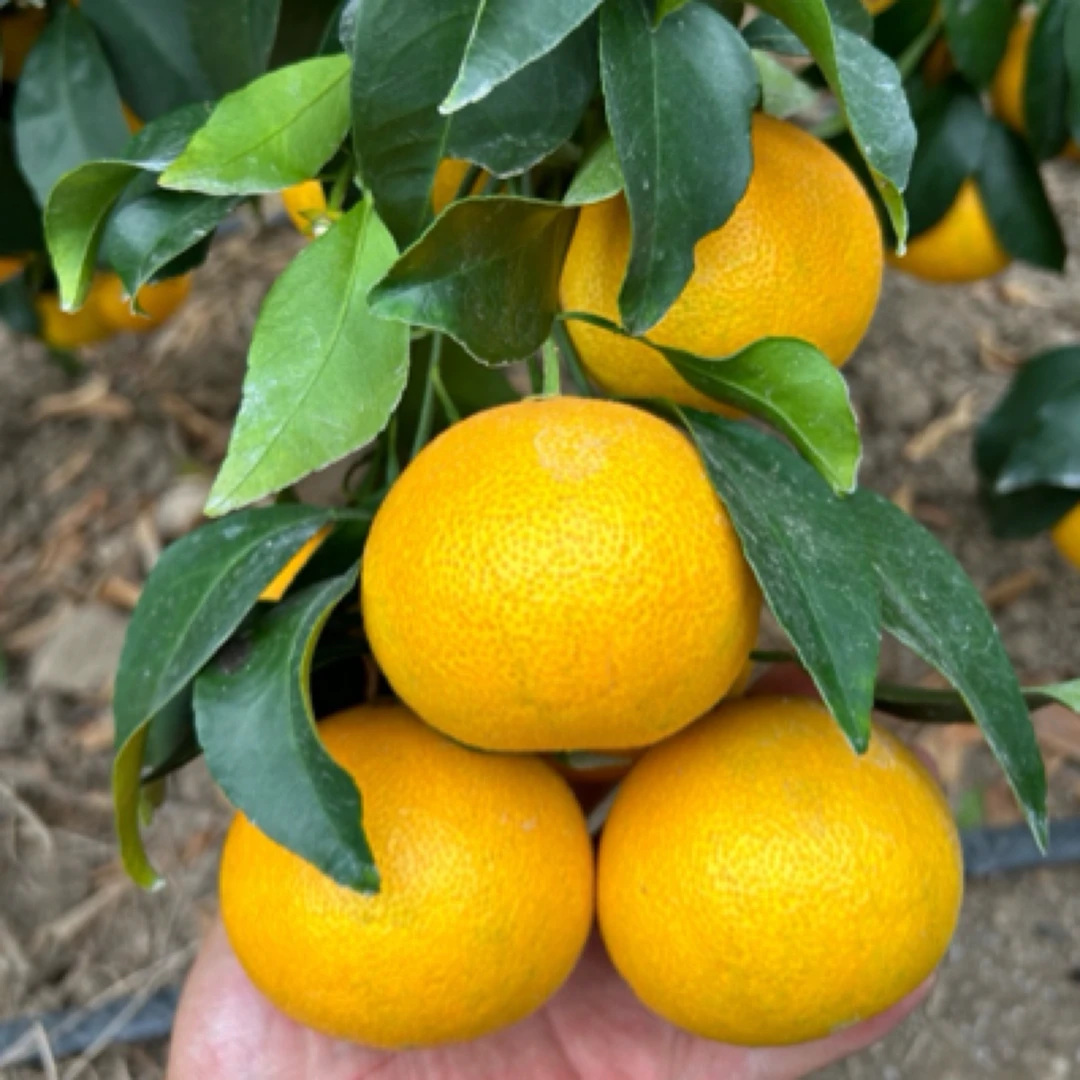 爱媛62号一年裸根苗带泥浆发货品种保证现挖现发一叶兰