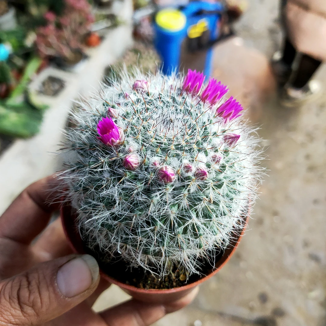 玉翁 仙人球满20包邮 不带盆土发货会沾土 长沙星昊多肉植物