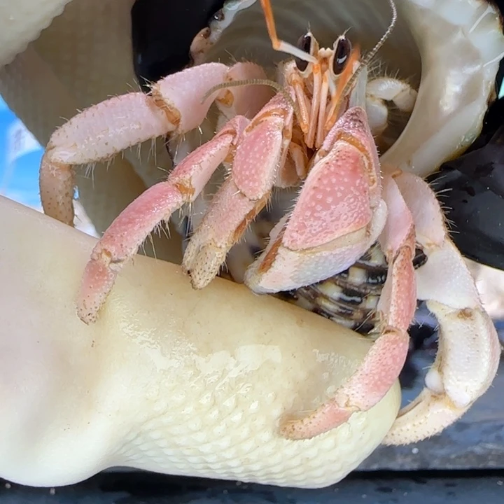 A33樱花粉 灰白2.0cm口径