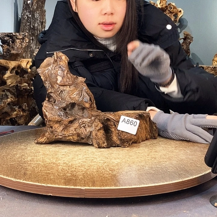 茶盏*️**860株木的随行的根艺的