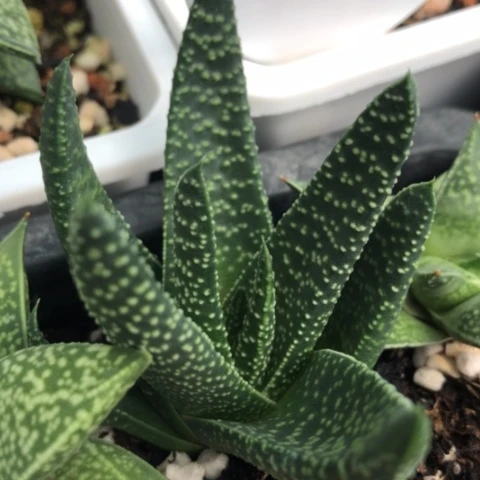 满天星硬叶多肉植物