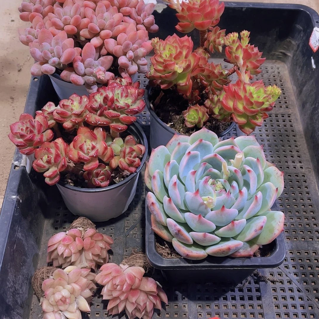 多肉849多肉植物