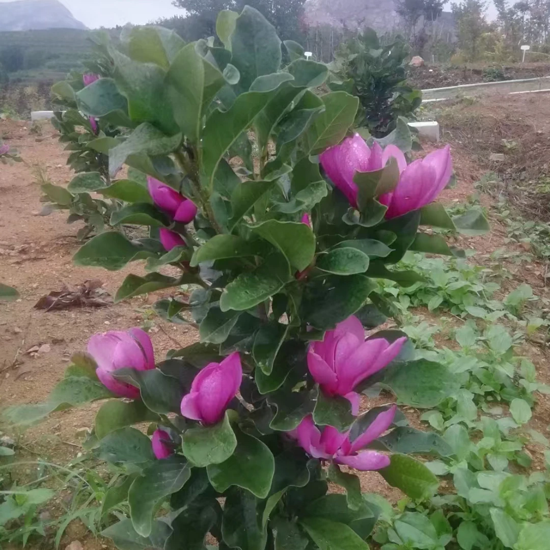 新品种多季开花红宝石玉兰带花苞红玉兰花苗盆栽庭院植物带土球