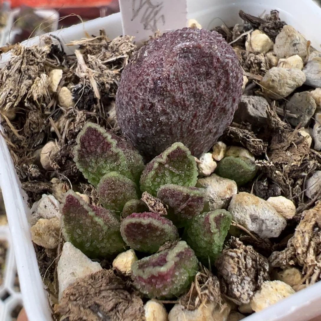 紫水晶多肉植物水泡