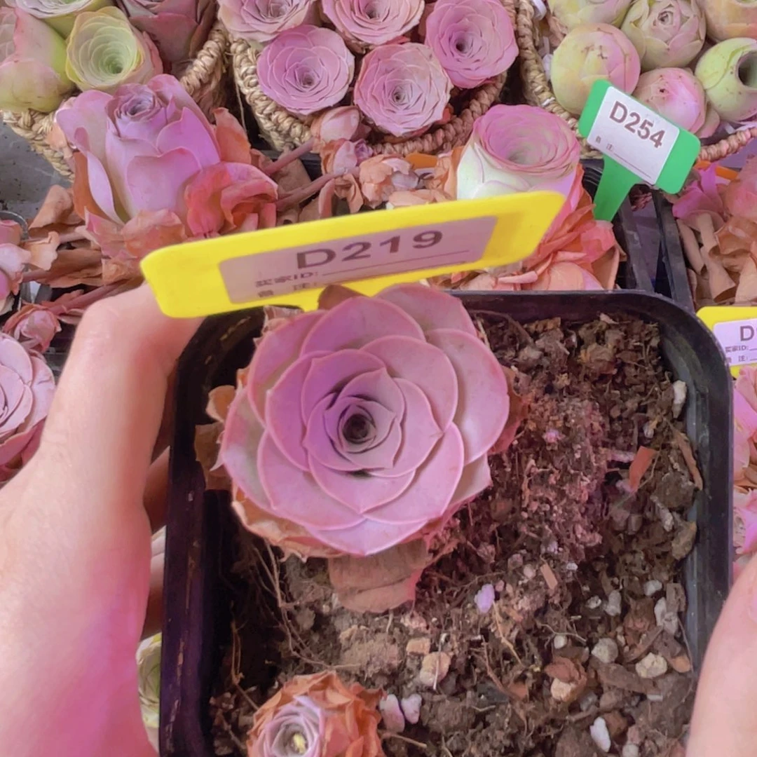 单品一物一拍219号