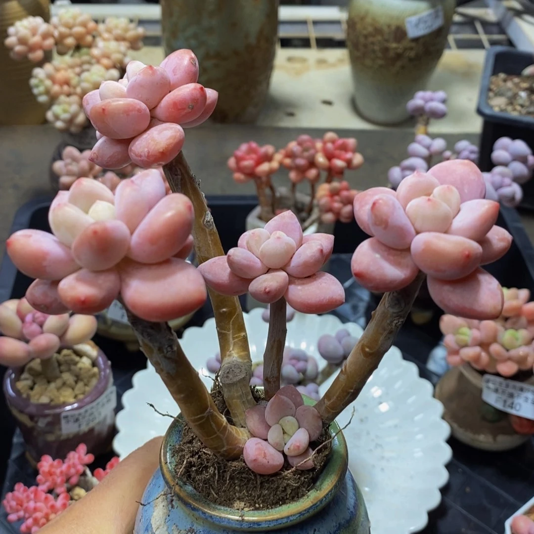 279！樱花洛神 12 厘米有砍