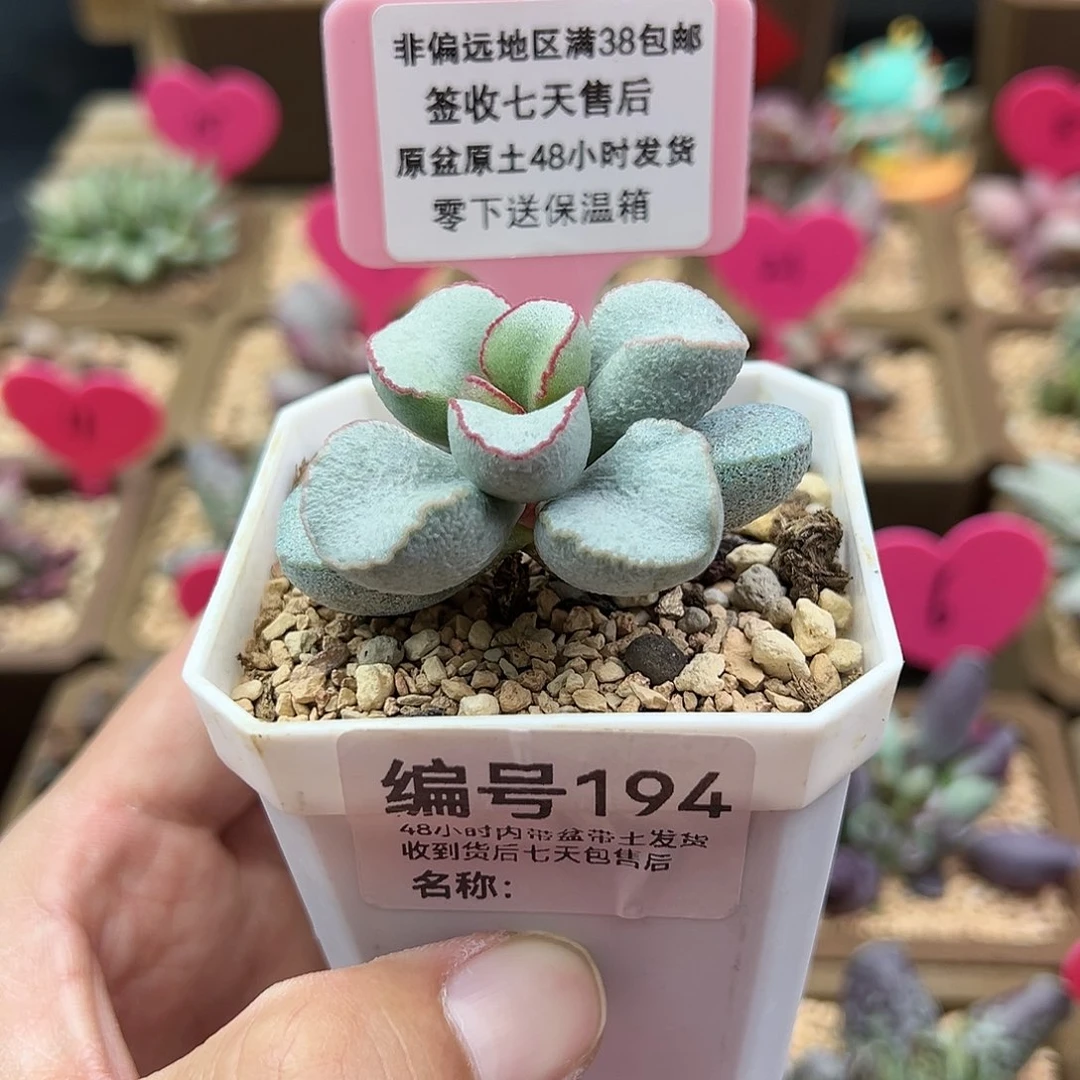 莹****球194白雪公主多肉