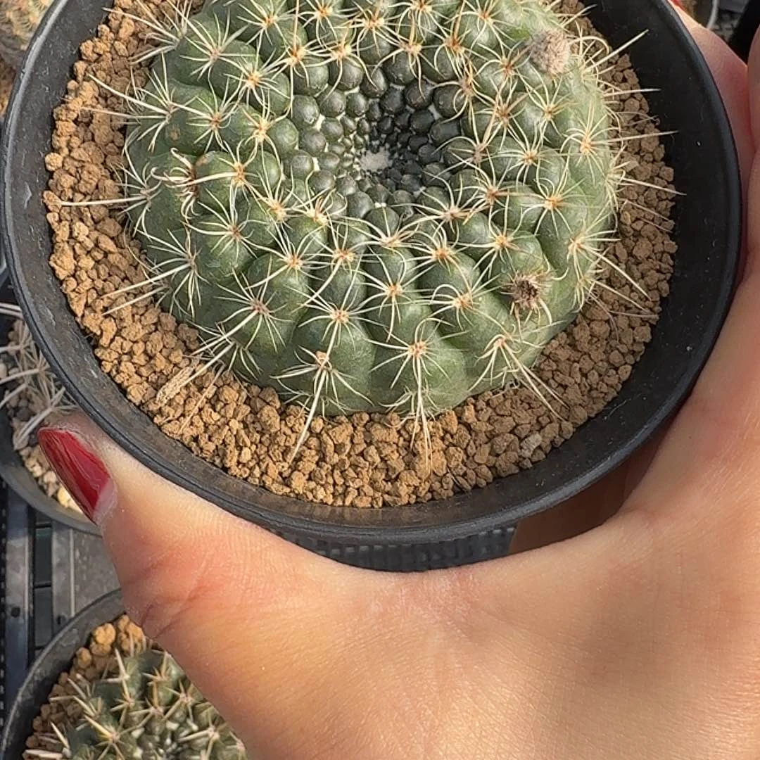 实生老南国玉脱土发货