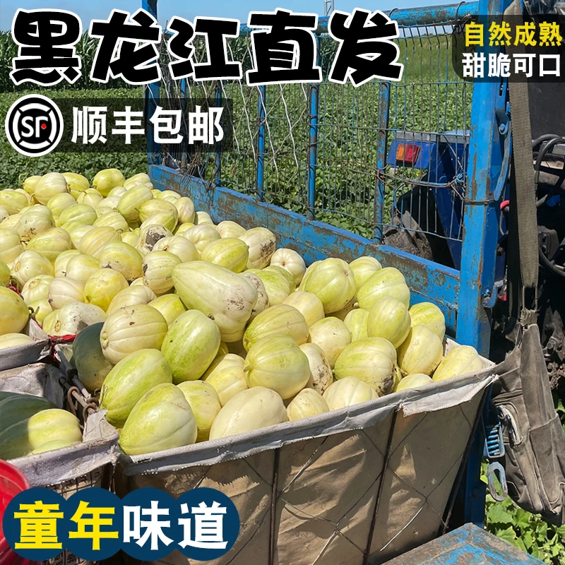 【顺丰】东北黑龙江甜瓜新鲜水果当季头茬黑土地现摘小香瓜甜香瓜